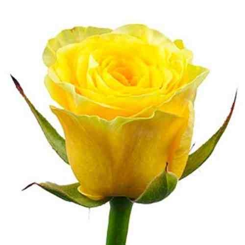Желтые розы поштучно