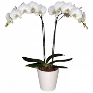 Орхидея фалинопсис